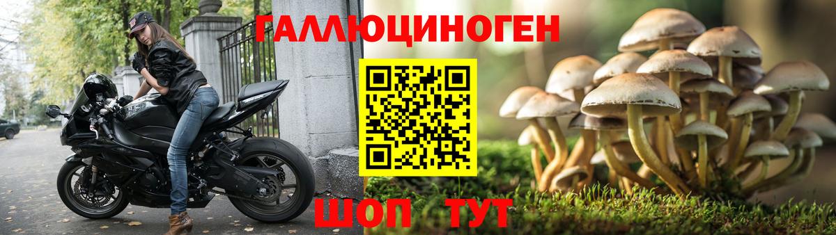 Псилоцибиновые грибы мицелий Нальчик